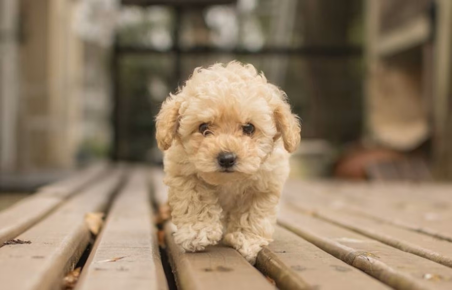 Kterých 5 plemen psů je podle veterinářů nejlaskavějších?