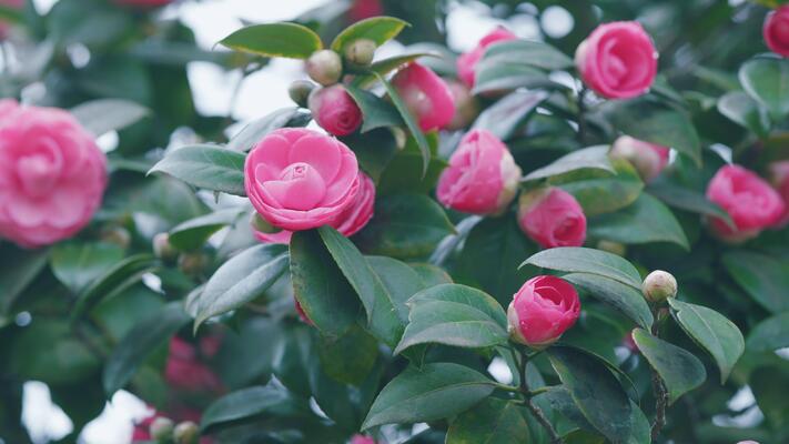 Zapomeňte na hortenzie. Vyberte si květiny, které