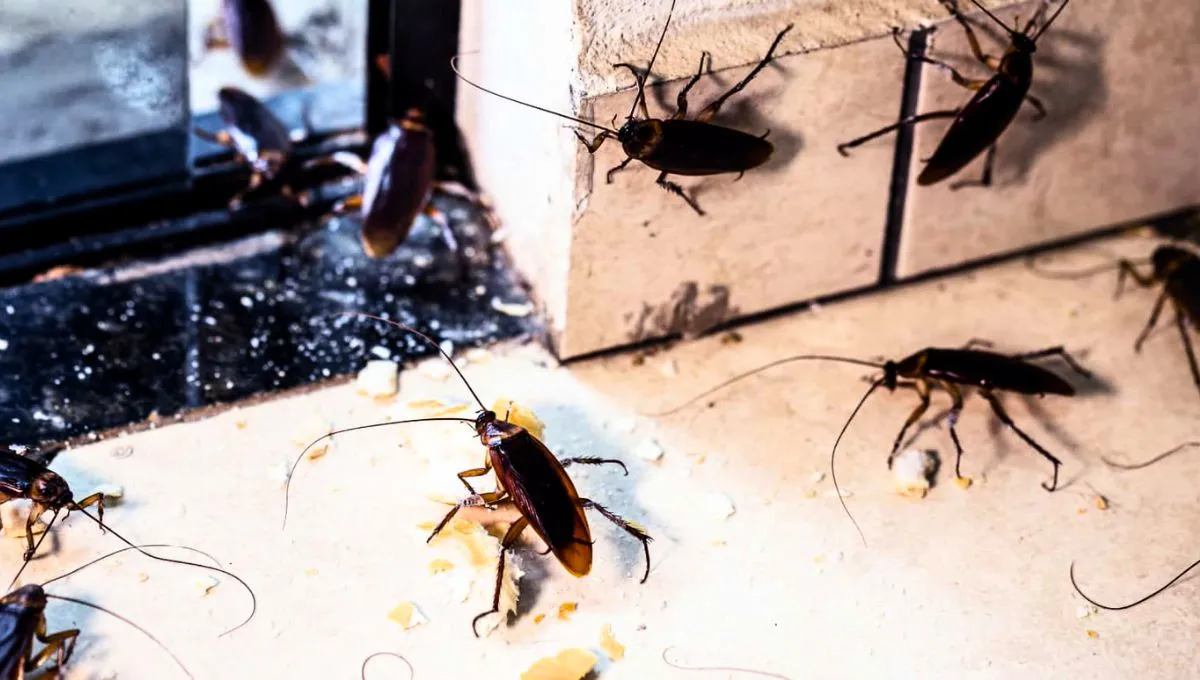 Proč míchat bobkový list s kypřicím práškem: účinný domácí prostředek