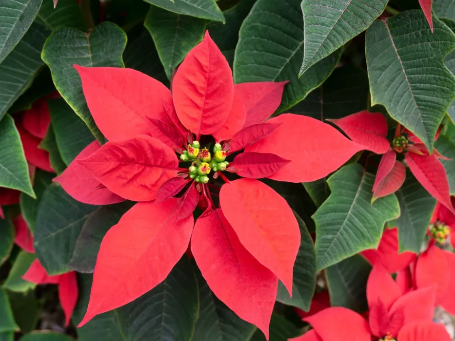 Poinsecja vyžaduje v listopadu náležitou péči. Bez ní selže prosincové kvetení.