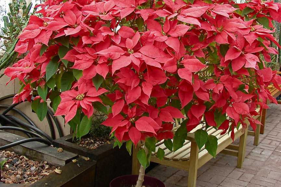 Nejkrásnější vánoční rostlina, ale také nejjednodušší ji zničit. Jak zalévat vánoční hvězdu