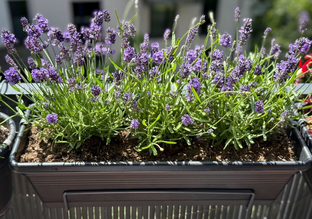 Jak zajistit, aby levandule rostla silná, barevná a voňavá