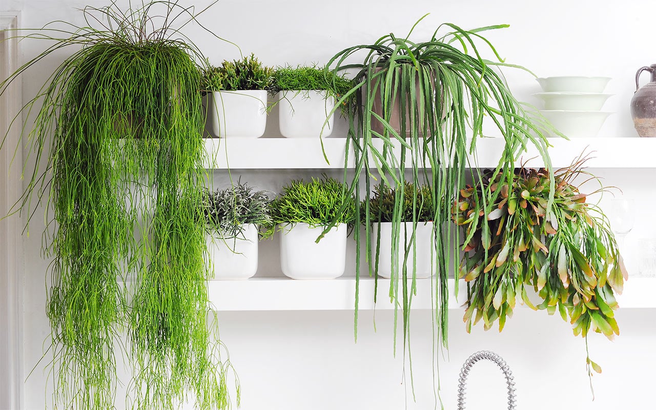 „Jejich vliv na vlhkost vzduchu mě ohromil“: tyto pokojové rostliny rostou i v bytech, které jsou v zimě uzavřené.