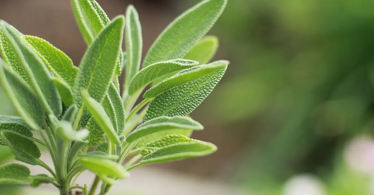 Úžasné výhody šalvěje – spojence ženského zdraví