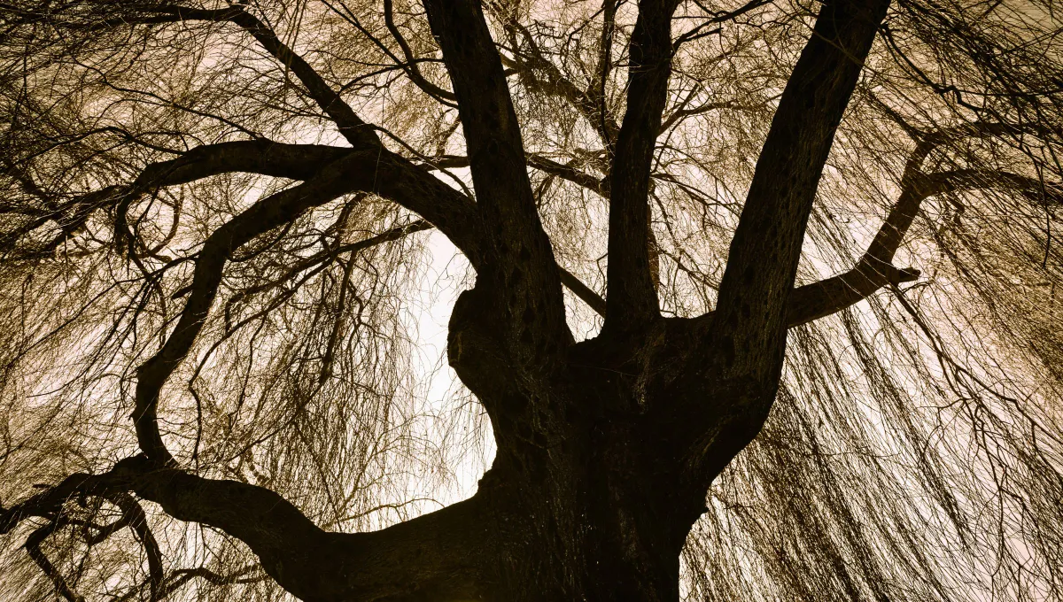 Legenda o plačící vrbě: příběh, který vysvětluje, proč se tento strom vždy jeví jako smutný