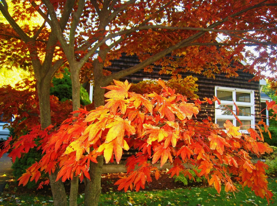 V německých zahradách vysadili stromy, aby zvýšili hodnotu nemovitostí
