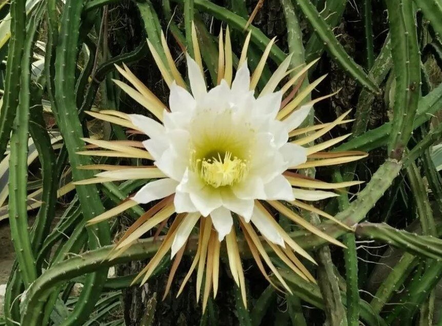 Tato rostlina kvete pouze v noci. Vypadá úchvatně, ale je velmi náročná.