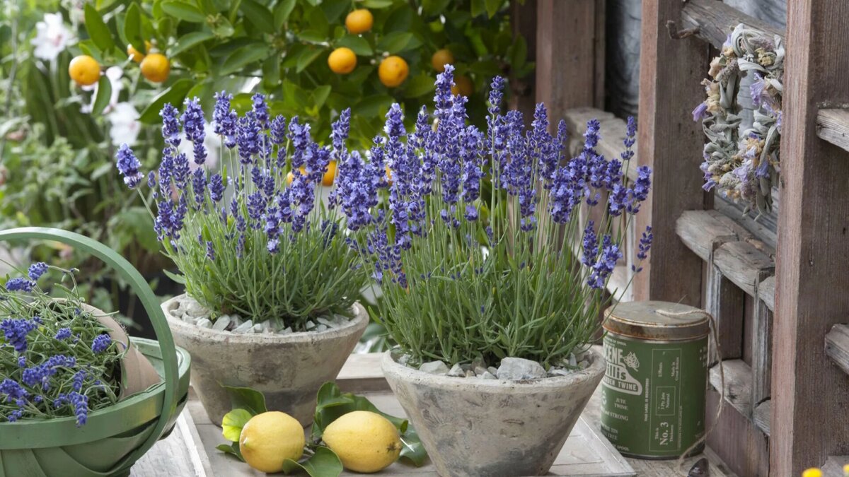 Kam umístit levandulové listy, aby se zmírnila úzkost a zlepšil spánek, podle feng-šuej.