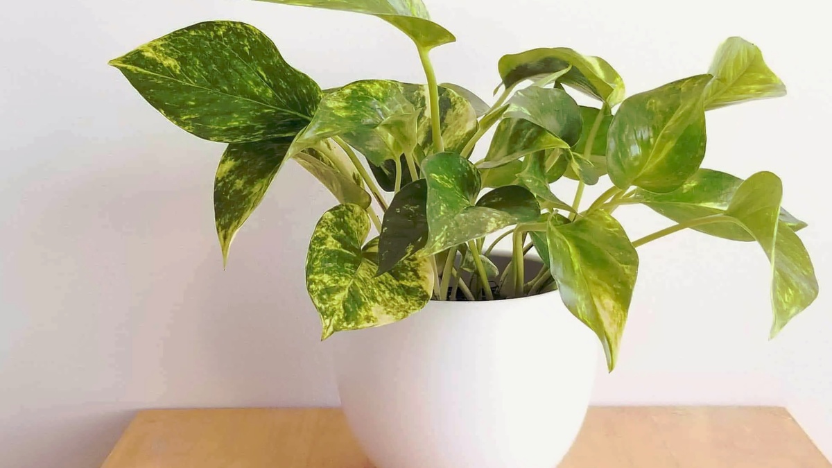 Čistí vzduch a zlepšuje náladu. Ideální rostlina pro malý byt.