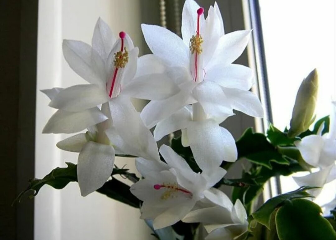 Ani hadí hlava, ani žádeit: sukulent, který bude v módě o Vánocích