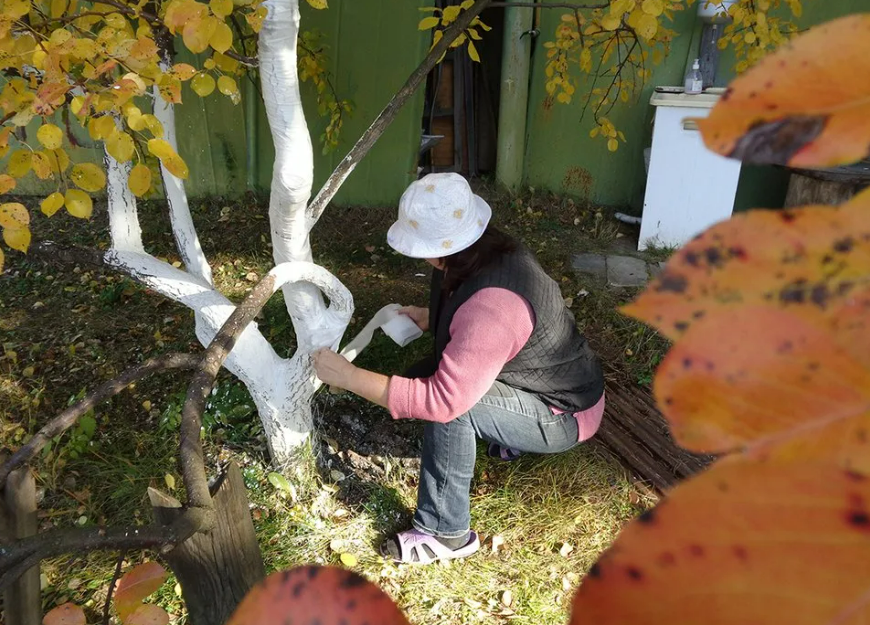 Co je třeba udělat s ovocnými stromy, aby příští rok byla dobrá úroda