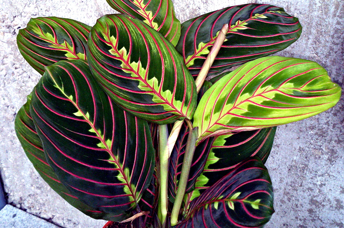 Je považována za problematickou, ale ve skutečnosti není tak náročná na pěstování. Jak se starat o marantu, aby nevyschla?