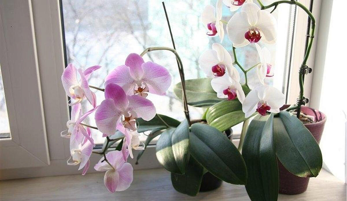 Jak zastřihnout orchidej po odkvětu? Udělejte to a rychle doroste a vytvoří nové poupata.