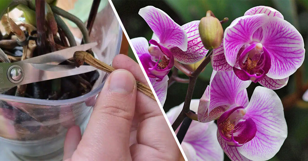 Kdy stříhat orchideje? Ideálně do konce listopadu.