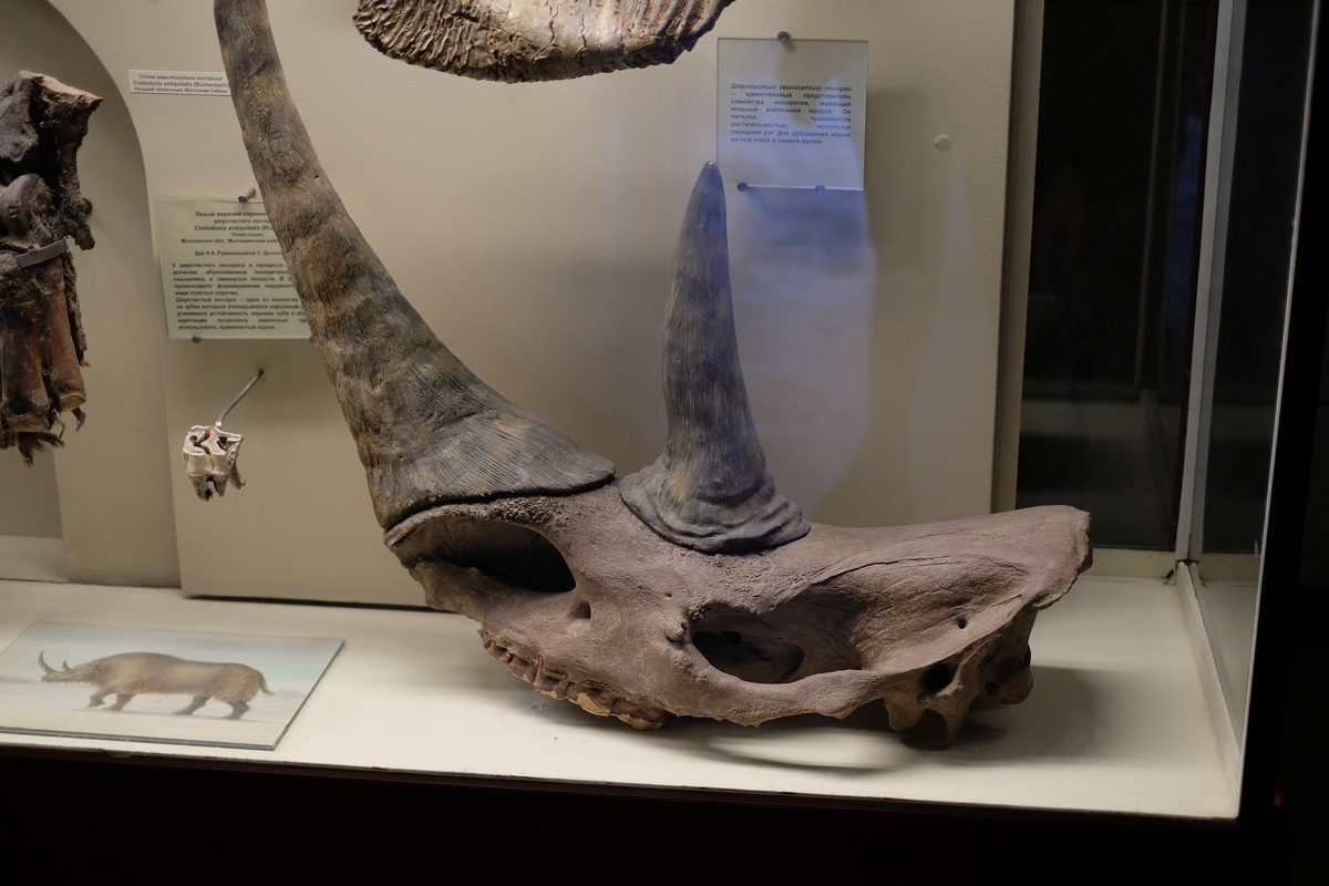 Zkamenělina nosorožce v Arktidě svědčí o možném evolučním koridoru pro savce před 23 miliony let