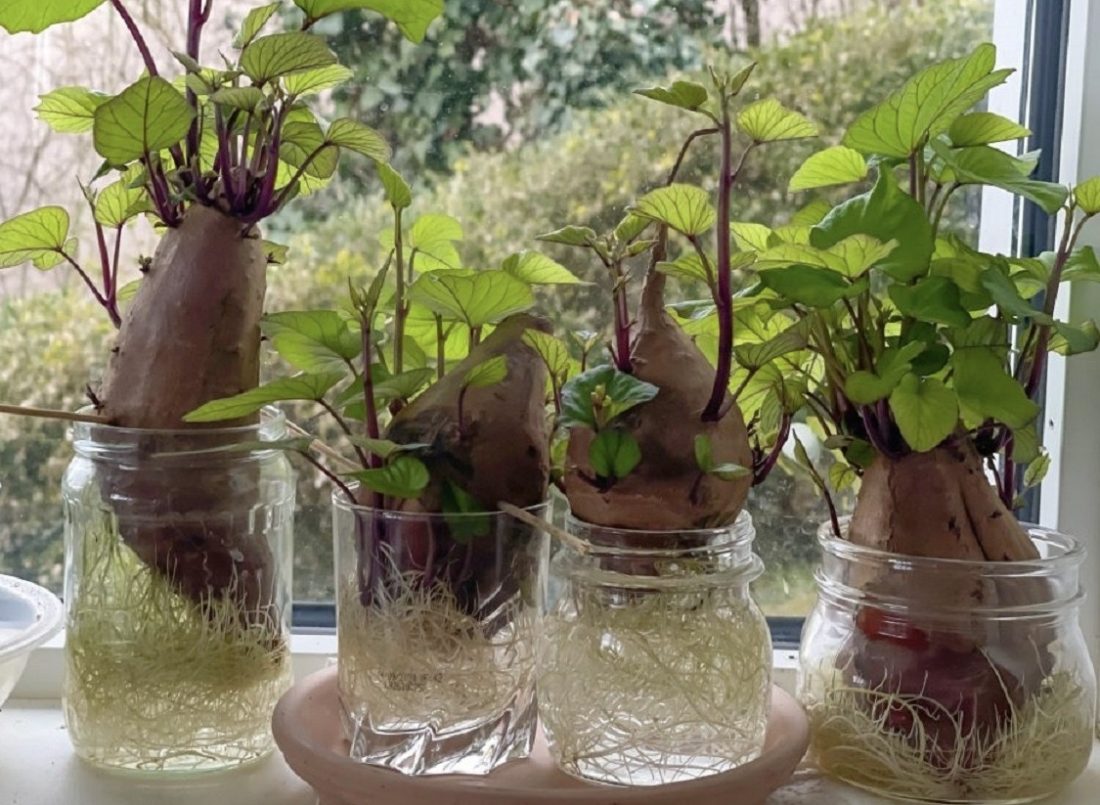 Jak pěstovat batáty: jednoduchý způsob, jak ozdobit svůj domov