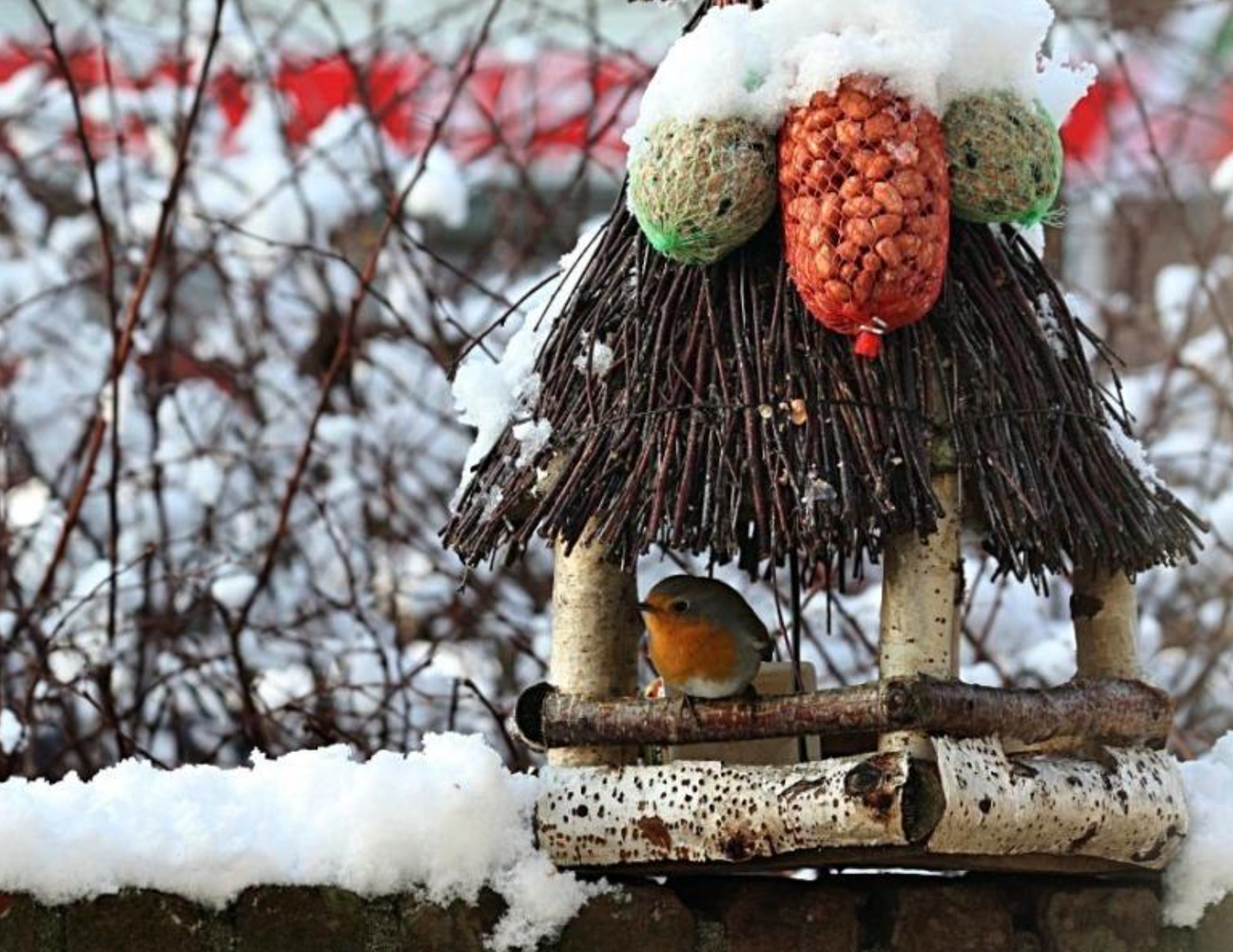 Krysy v ptačí budce: tyto tipy vám pomohou okamžitě