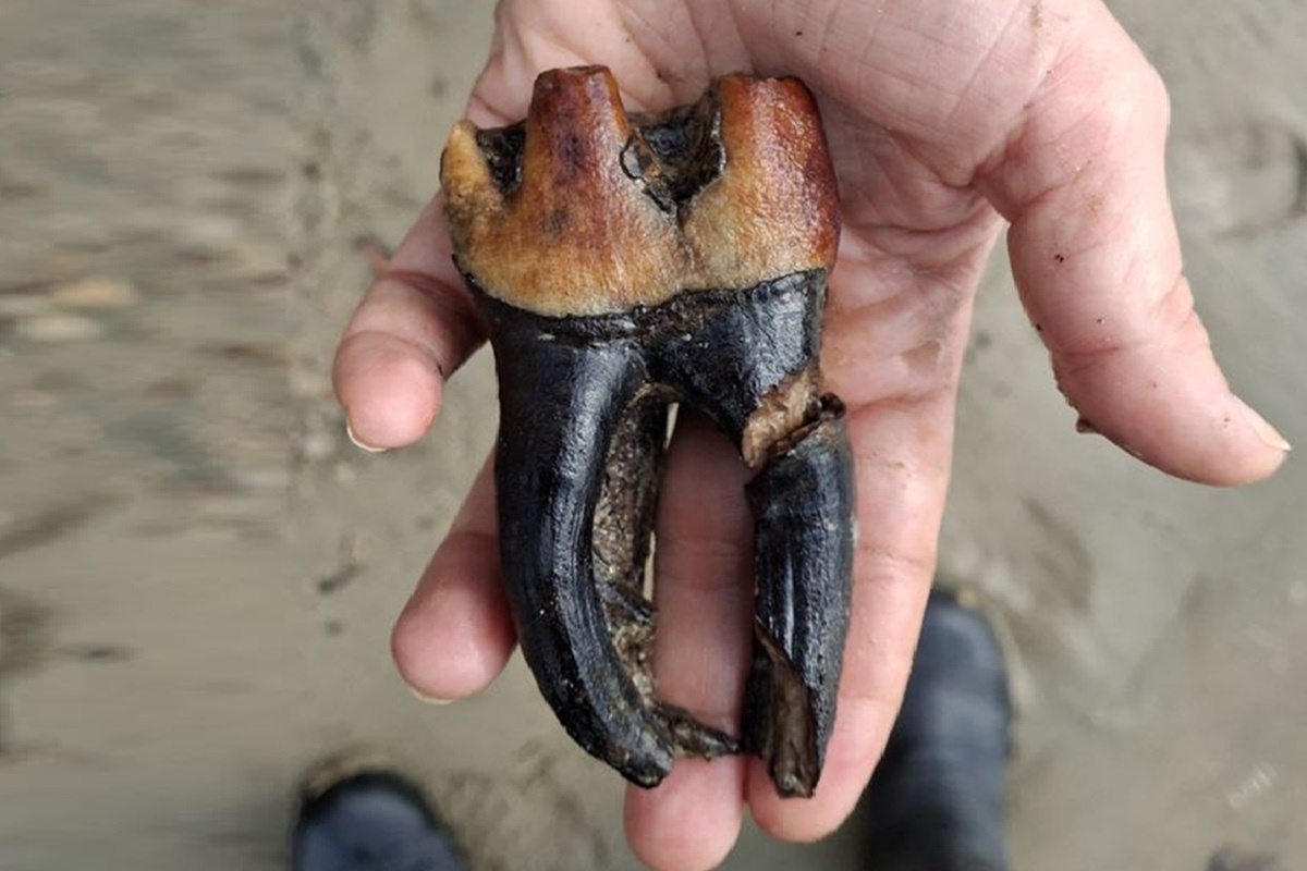 Zkamenělina nosorožce v Arktidě svědčí o možném evolučním koridoru pro savce před 23 miliony let