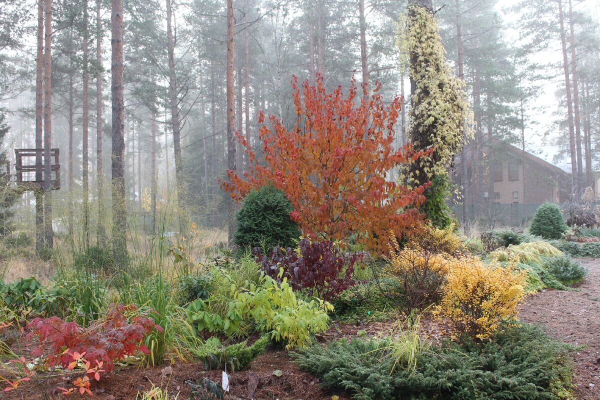 Nedělejte to v listopadu na zahradě, pokud chcete mít zdravé rostliny