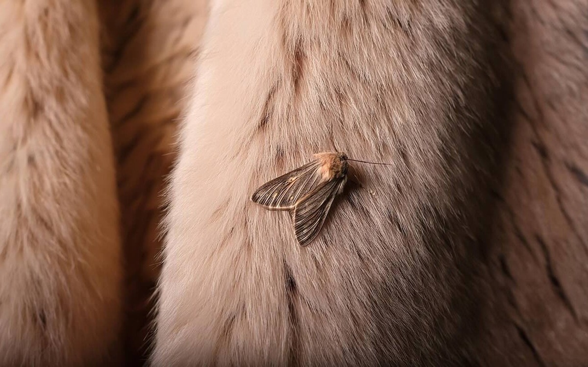 Co podle odborníků znamená přítomnost molů v domě?