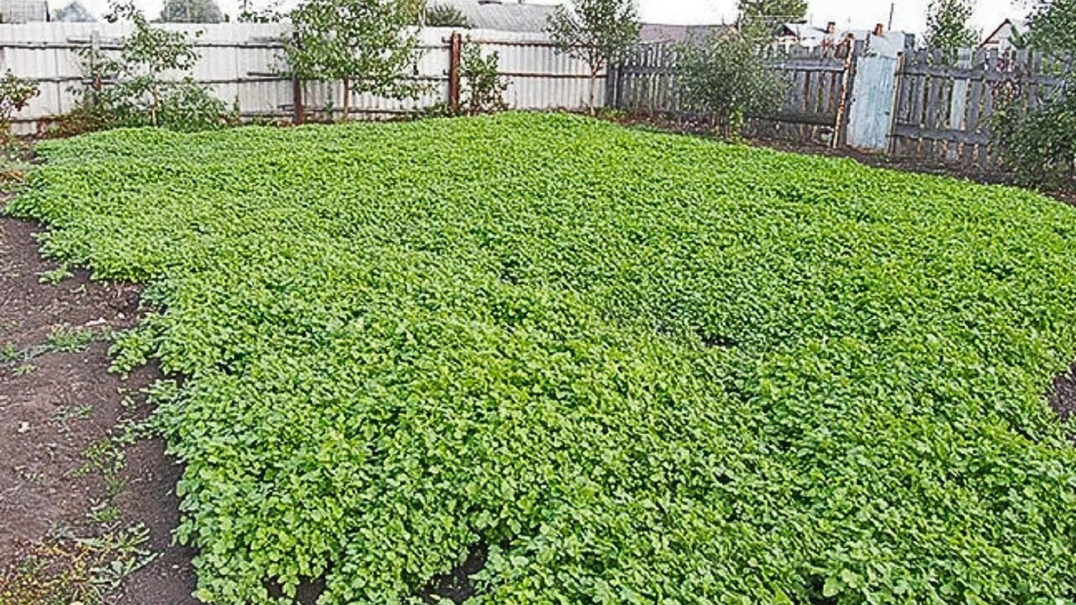 Proč není nikdy pozdě na výsev zelených plodin, ani v zimě