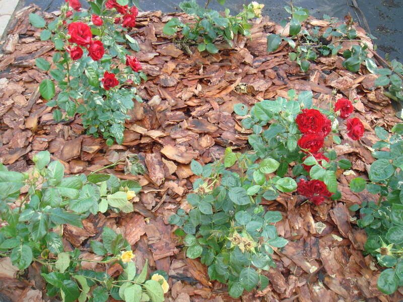 Proč někteří lidé podkládají kus rezavého kovu pod základnu růžových keřů?