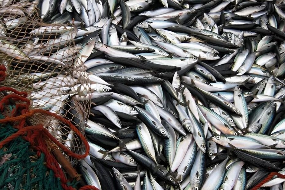 Majitel rybářského plavidla byl propuštěn za to, že vplul do baskického přístavu s úlovkem o pět tun makrel více, než bylo deklarováno.