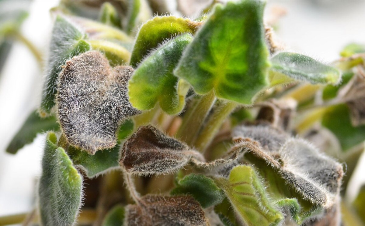 Vezměte 1 čajovou lžičku a rozsypejte ji do květináče. Pomůže to odstranit plíseň z půdy a posílí rostlinu. Jak bojovat s plísní v květináči