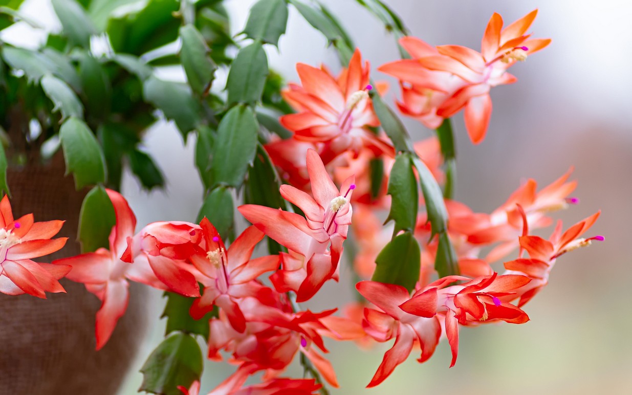 Váš keřík má pupeny? Začněte ho zalévat tímto roztokem a do Vánoc rozkvete.