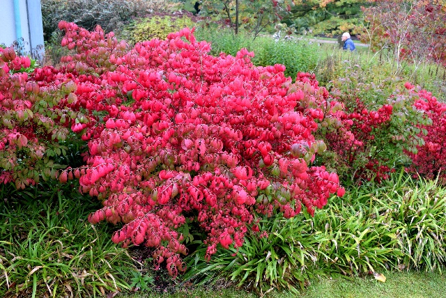 Keř, který v zimě vypadá nejlépe. Vaše zahrada „zazáří“ červenou barvou
