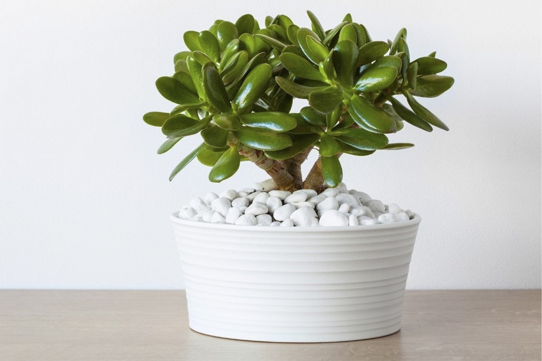 Jadeitové dřevo: proč zalévat rýžovou vodou.