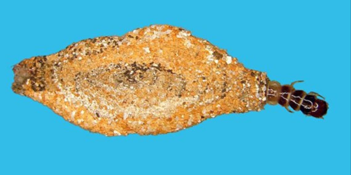 Co podle odborníků znamená přítomnost molů v domě?