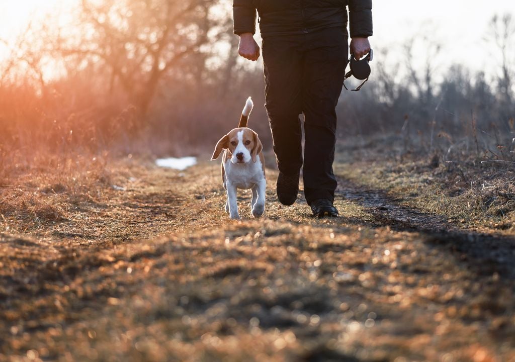 Co cítí váš pes, když s ním chodíte na procházku, podle odborníků na chování psů.
