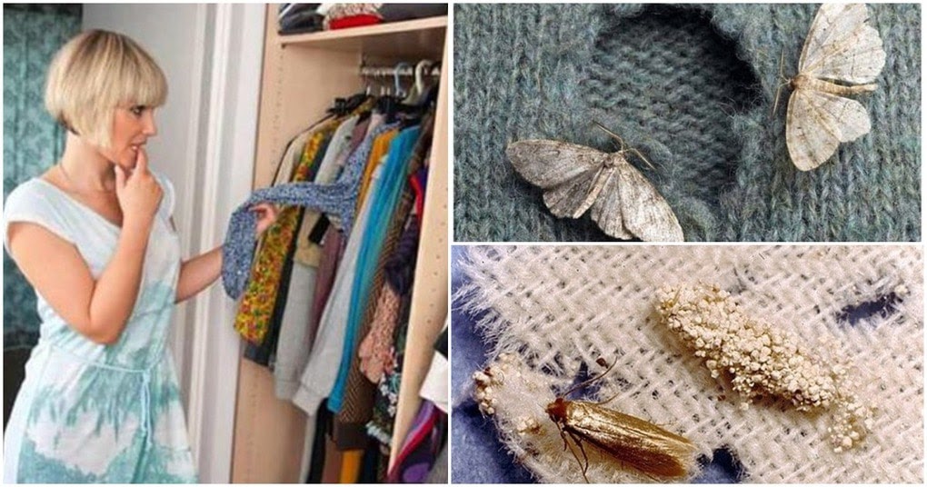 Ekologický způsob boje proti molům: použijte toto koření k ochraně oblečení ve skříni.