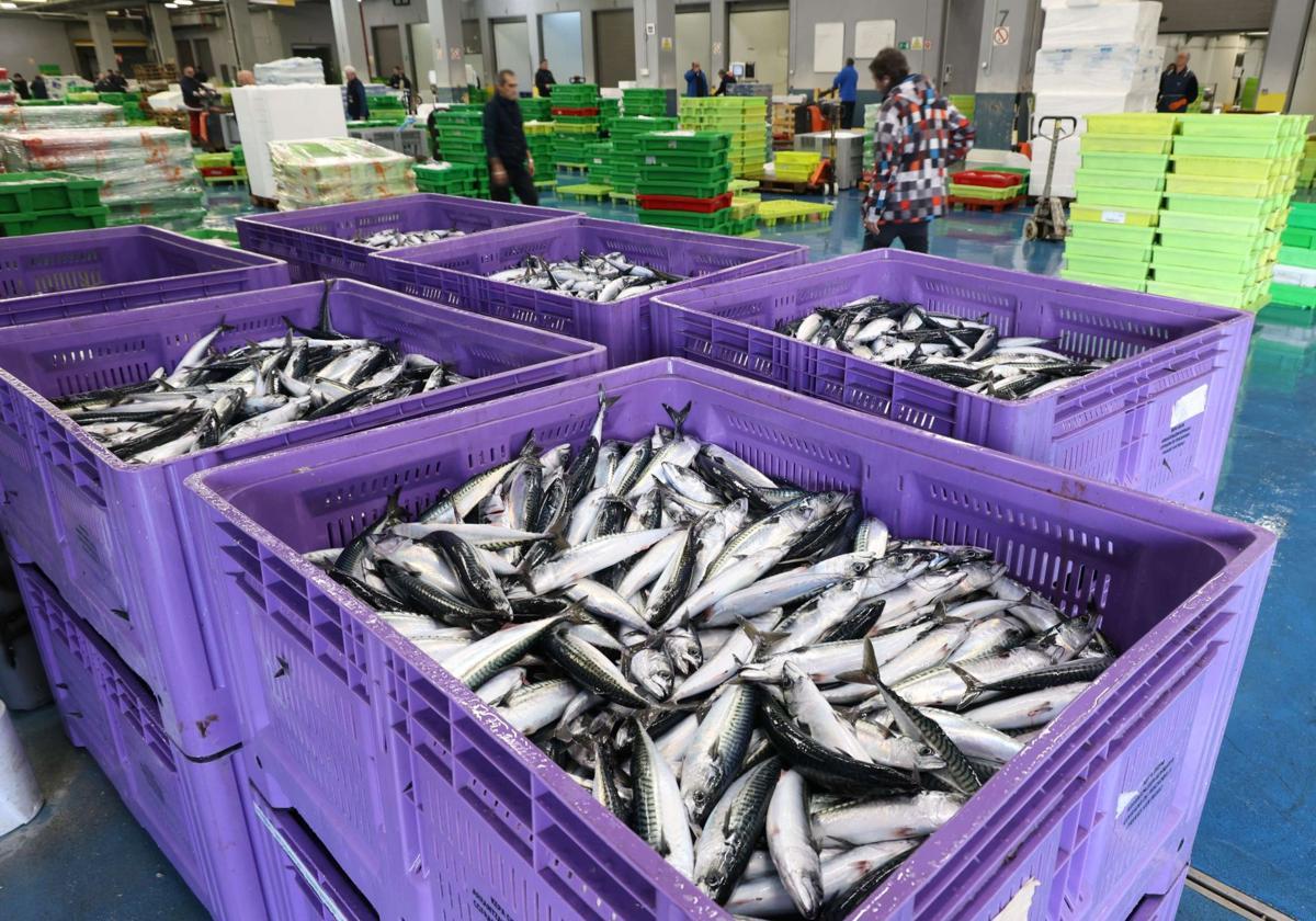 Majitel rybářského plavidla byl propuštěn za to, že vplul do baskického přístavu s úlovkem o pět tun makrel více, než bylo deklarováno.