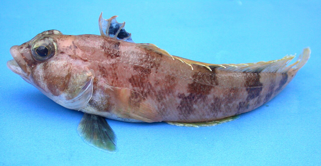 Biologové jsou zaujati náhodným objevem tisíců hnízd pod ledem Antarktidy.