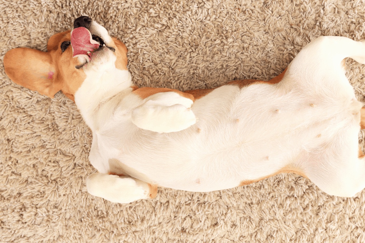 Co to znamená, když vám váš pes neustále ukazuje břicho, podle odborníků na chování psů