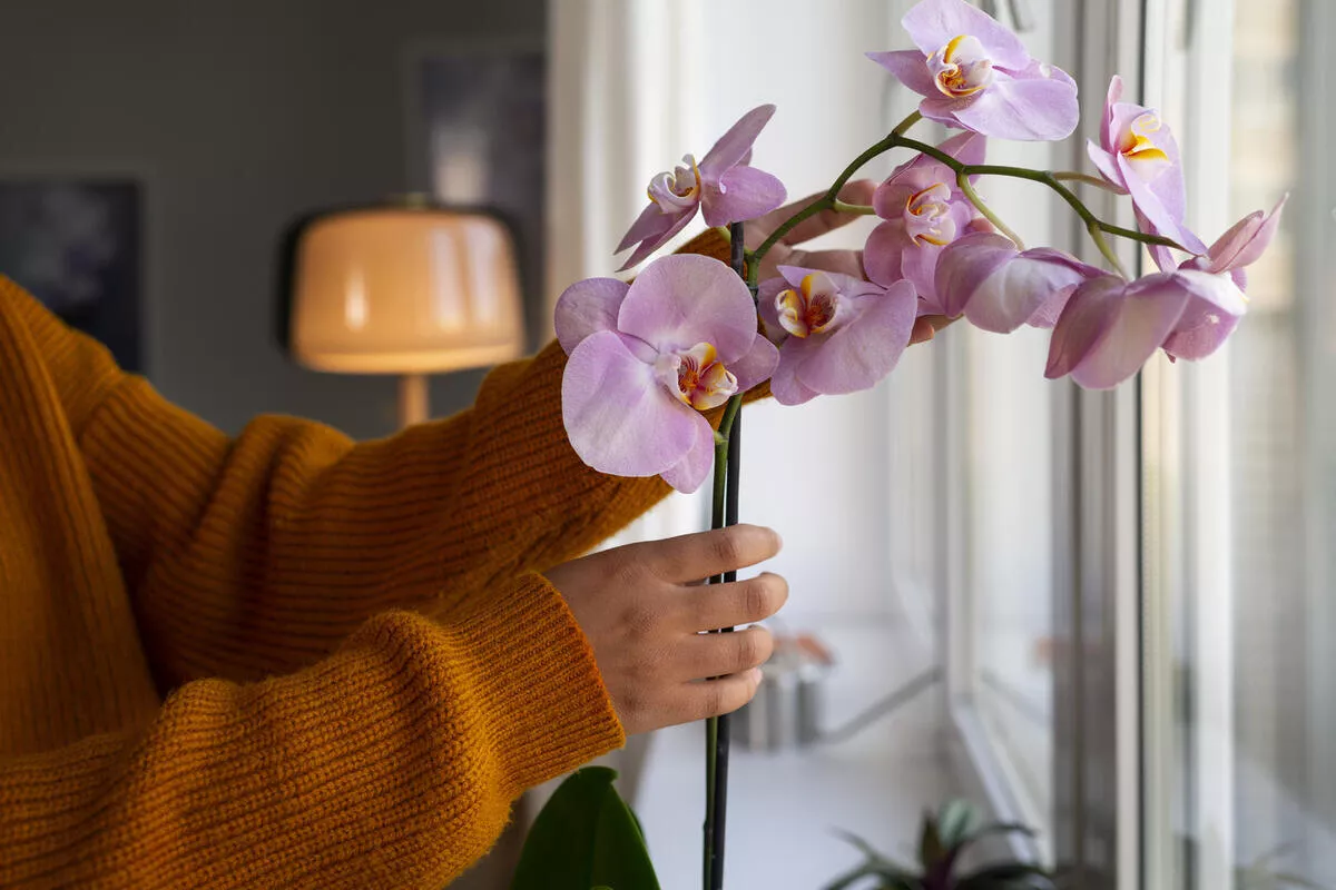 Chyba, kterou v listopadu dělá 8 z 10 lidí, kteří se starají o orchideje