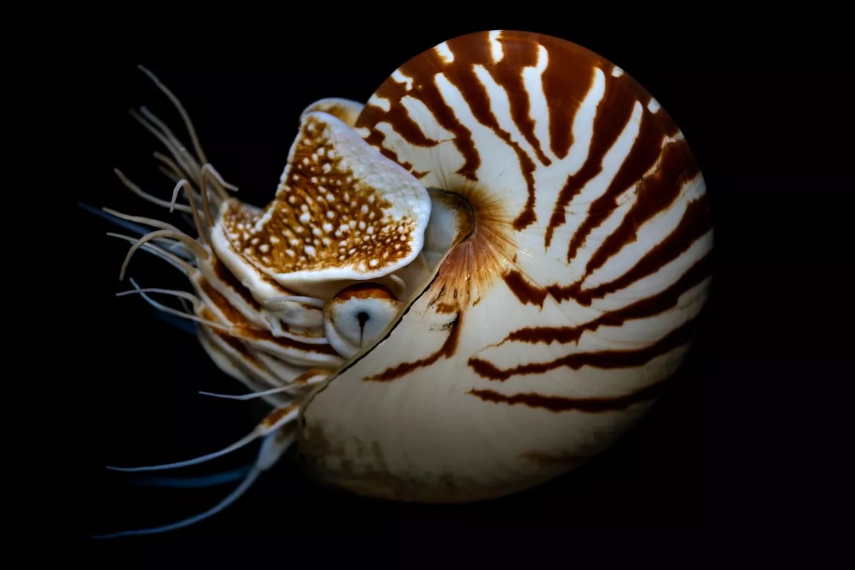 Potápějí se do hloubky 2500 metrů nedaleko kontaminovaného vojenského ostrova a potkávají podivné zvíře.