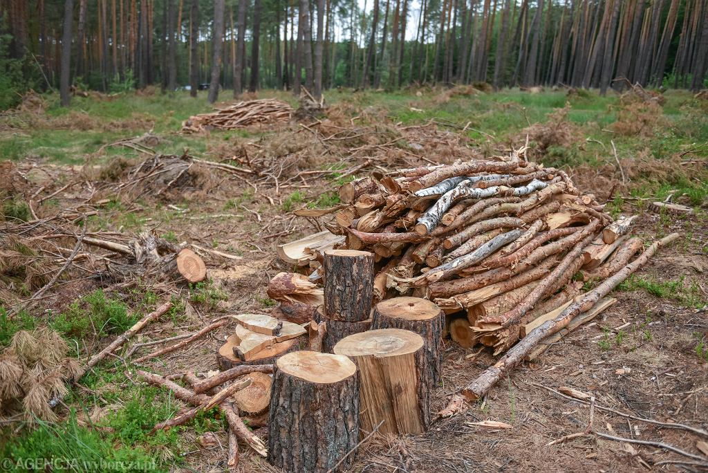 Dva roky čekání? To je příliš dlouho. Jednoduchý trik pomůže dřevu vyschnout mnohem rychleji.