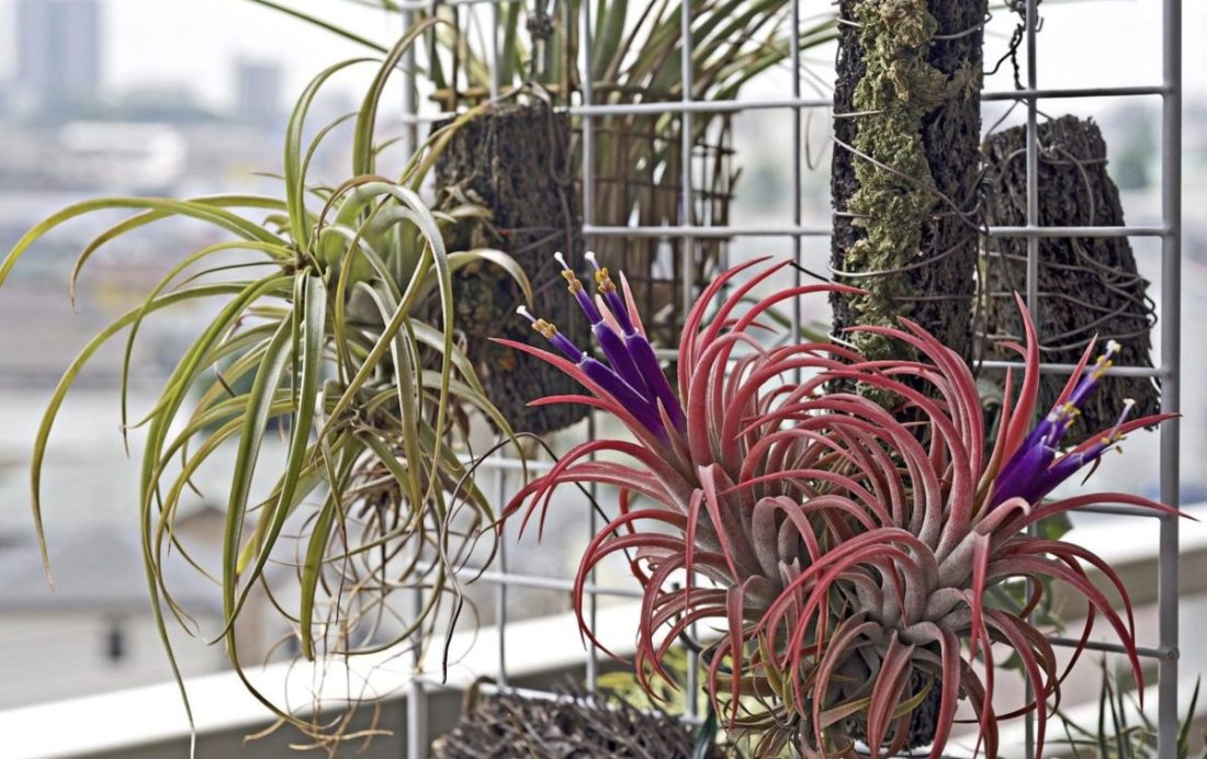 Co jsou vzdušné rostliny a proč jsou ideální pro udržení čistoty v domácnosti