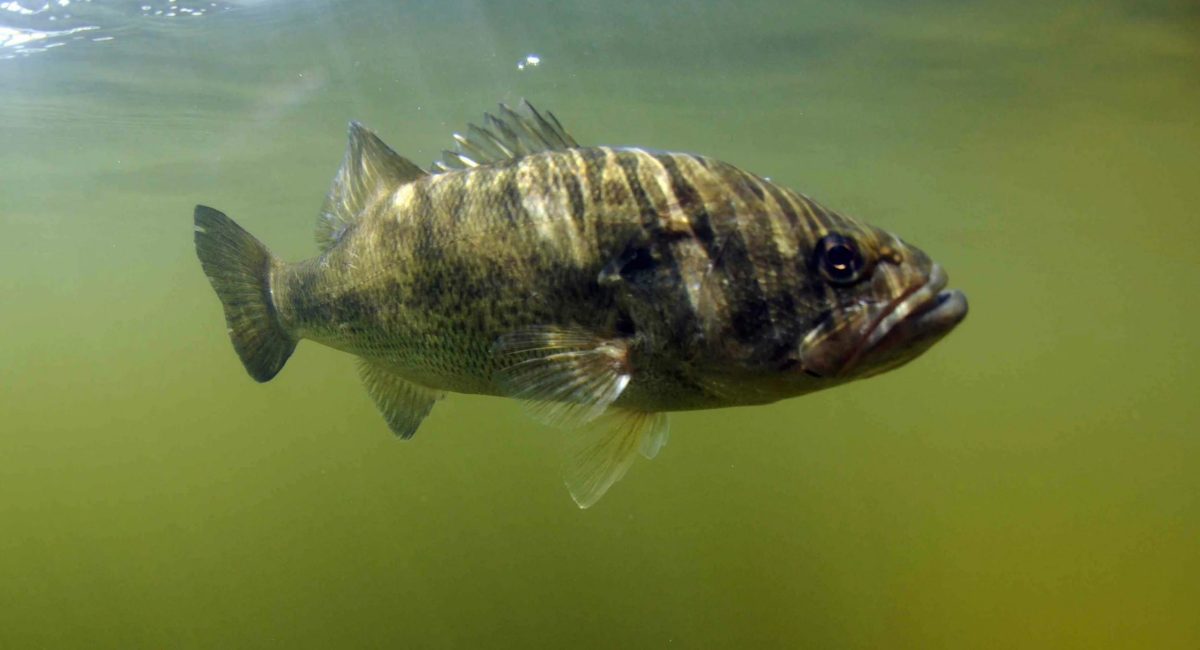 Ekologové v Austrálii staví „hotely“ pro ryby, aby zachránili ohrožené druhy sladkovodních ryb.