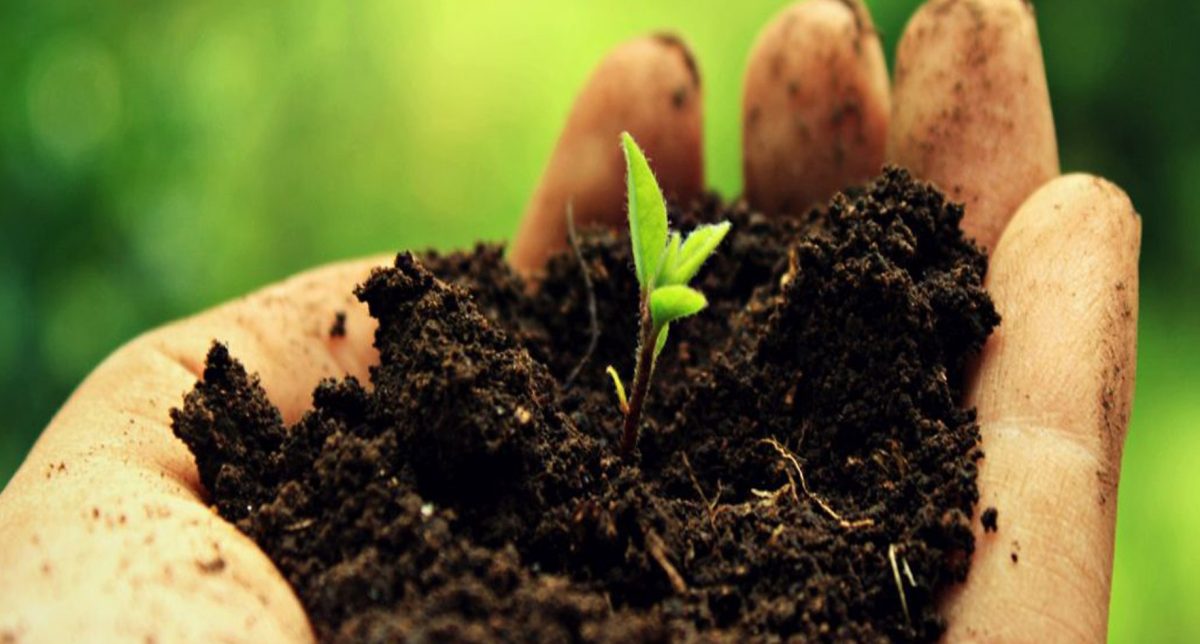 Od kořenů: technika živé půdy, nebo když se půda stává ekosystémem.