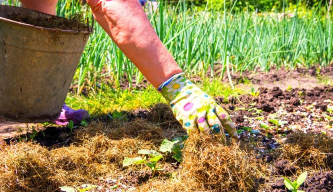 Od kořenů: technika živé půdy, nebo když se půda stává ekosystémem.
