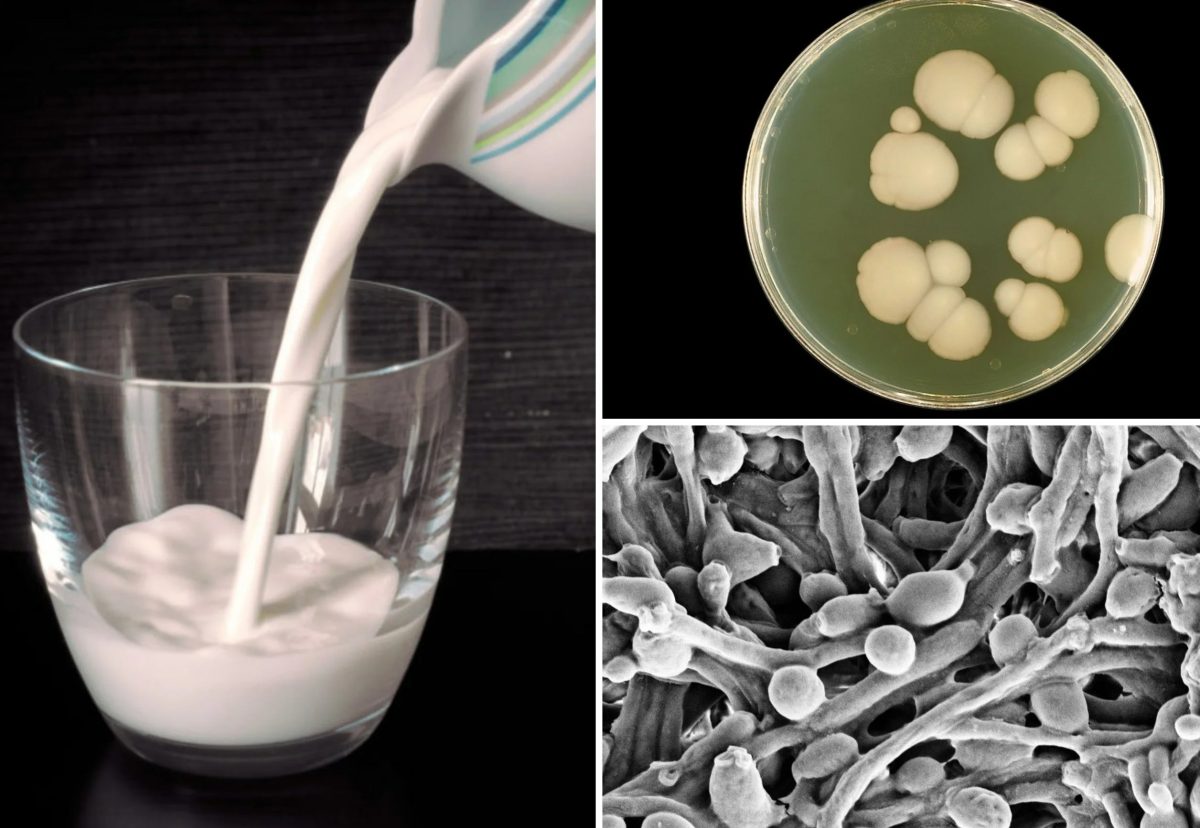 Kefír moduluje střevní receptory, které se podílejí na imunitní odpovědi.