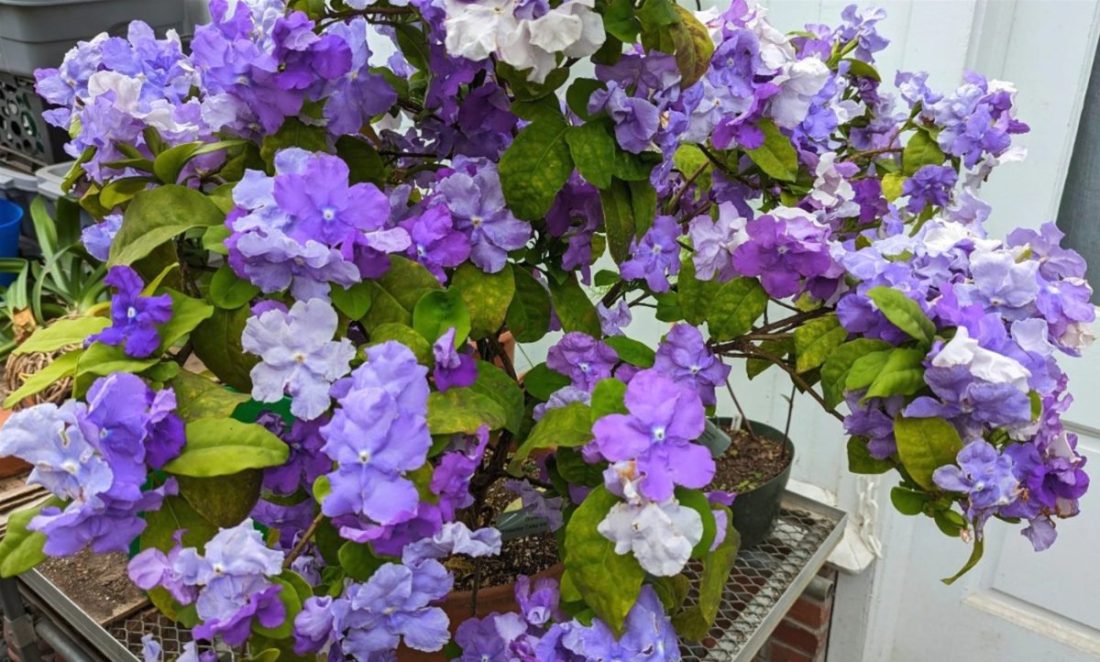 Strom, který lze pěstovat v květináči a který naplní zahradu vůní.