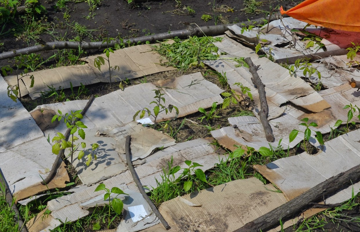 Zasaďte jej do zahrady v listopadu. Na jaře neuvidíte ani jeden plevel.