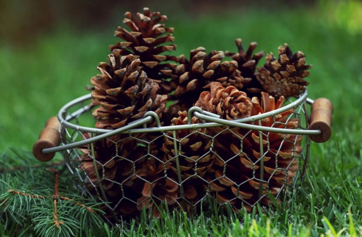Seberte ji z chodníku a rozhoďte po zahradě. Tato vrstva mulče pomůže vašim rostlinám vytvořit na jaře více výhonků.