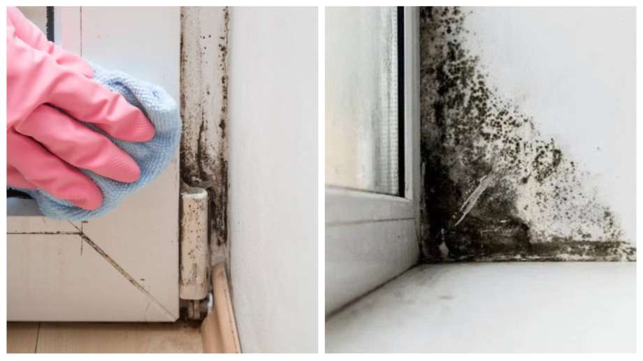 Na chemikálie můžete zapomenout: jednoduchý přírodní prostředek plíseň okamžitě ničí.