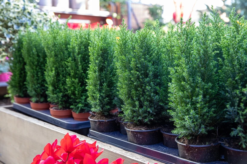 Stále více lidí volí tradiční vánoční stromeček. Neopadává z něj jehličí a vypadá nádherně.